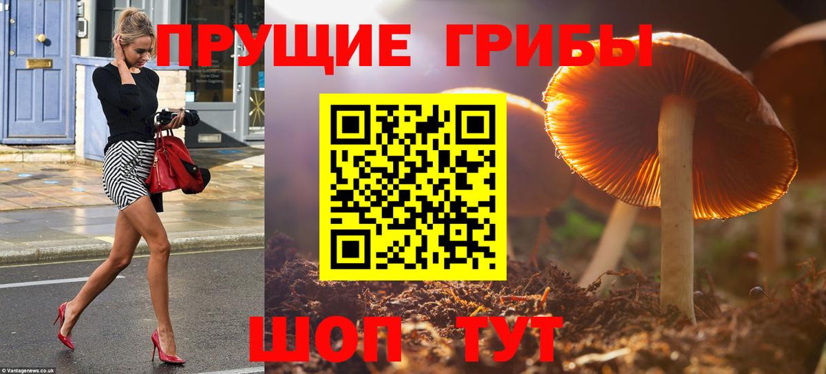 Галлюциногенные грибы MAGIC MUSHROOMS  Вход с VPN  Черняховск 